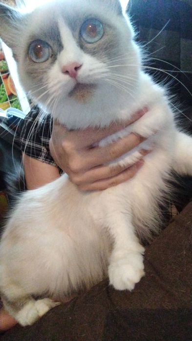Отдам очень красивую кошку