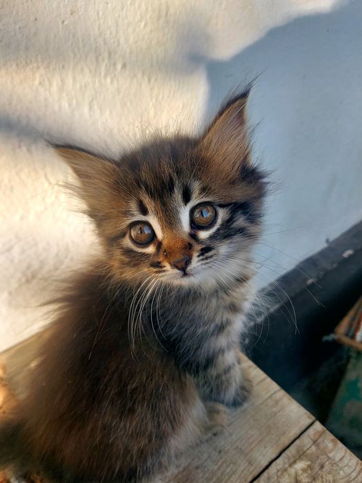 Отдам котят в Очень ДОБРЫЕ РУКИ !