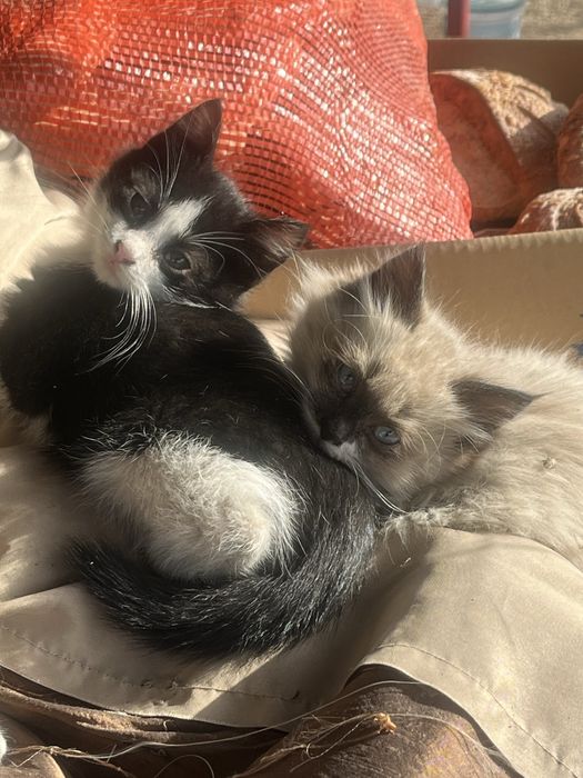 Котята мальчики и девочки