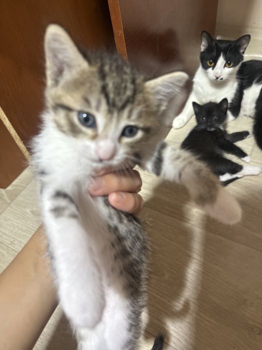 Отдам кошку с котенками