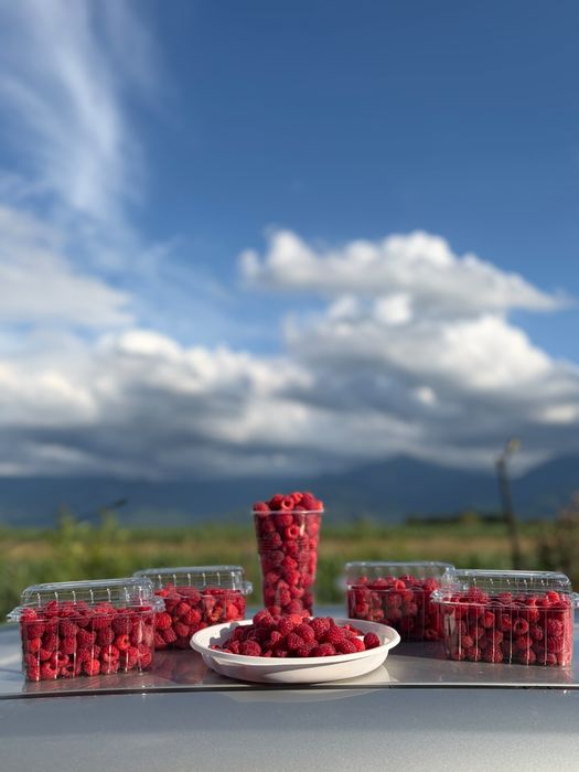 Zmeură Bio Pojorta