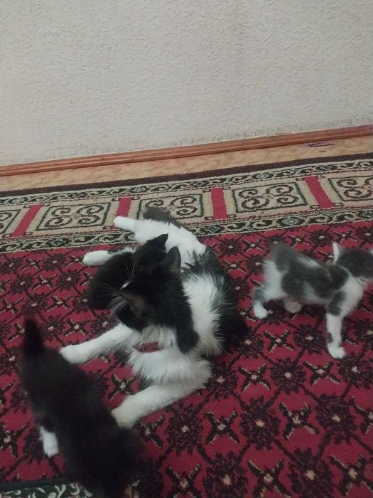 Uy mushugi 3 ta bolasi bor