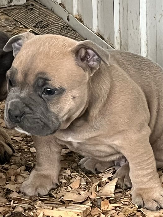 Щенки американский булли