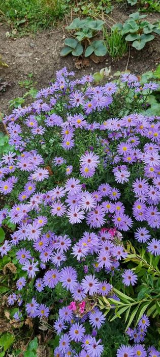 Цветя , луковици и разсад- многогодишни и  студоустойчиви