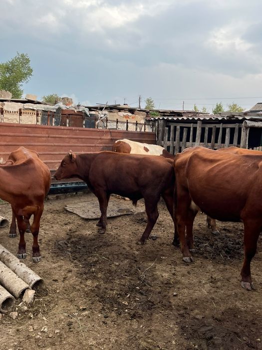Продам или обменяю быка на сено