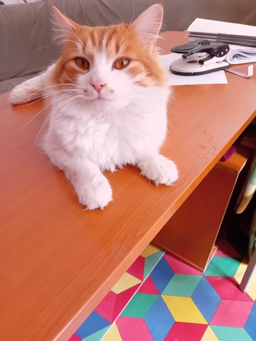 dau spre adoptie pisica si motan