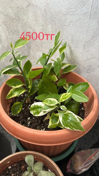 Продаю растения.