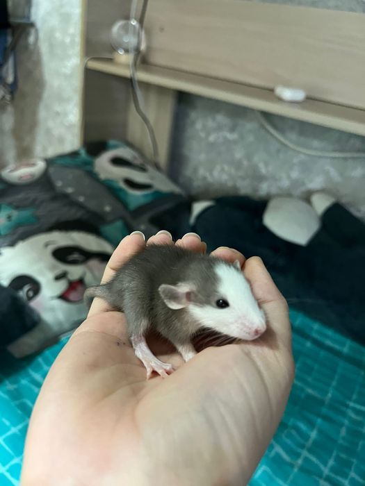 Продам крысят декоративные
