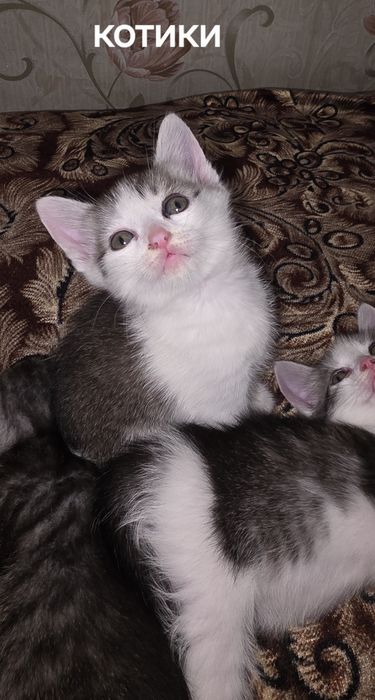 Отдам котят в добрые руки