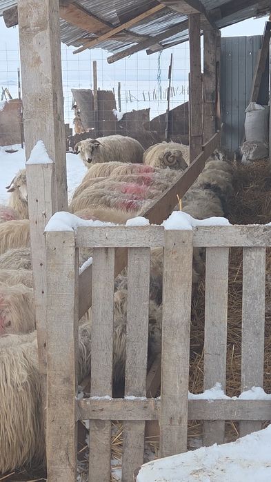 Oii miei berbecuț mieluțe de vânzare  Simeria  599