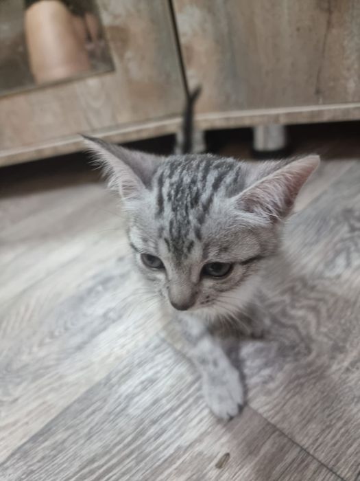 Котёнок  девочка