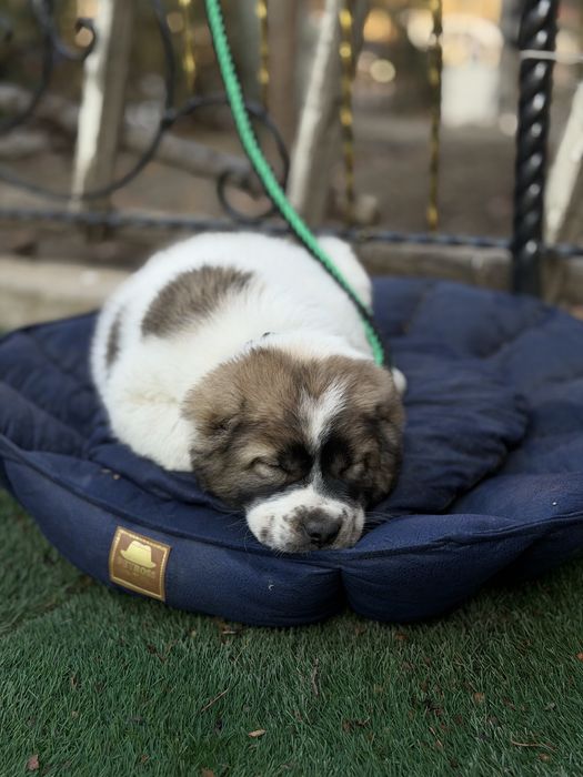 Алабай туркменская порода