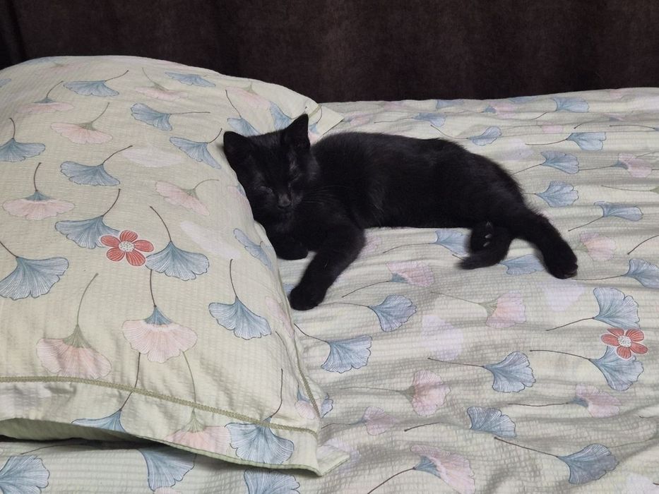 отдаем кота в добрые руки