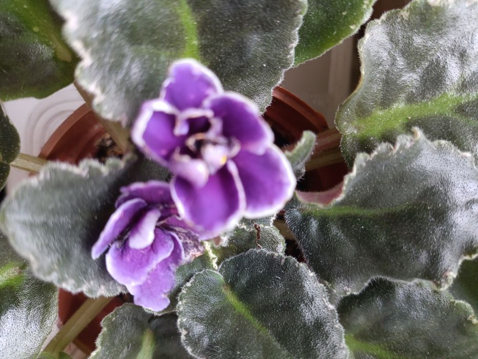 Цветы комнатные от 990 тенге