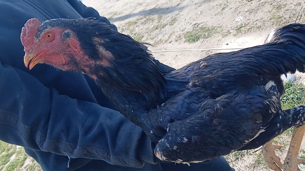 Империа шамо линиядан шу жўжа сотилади