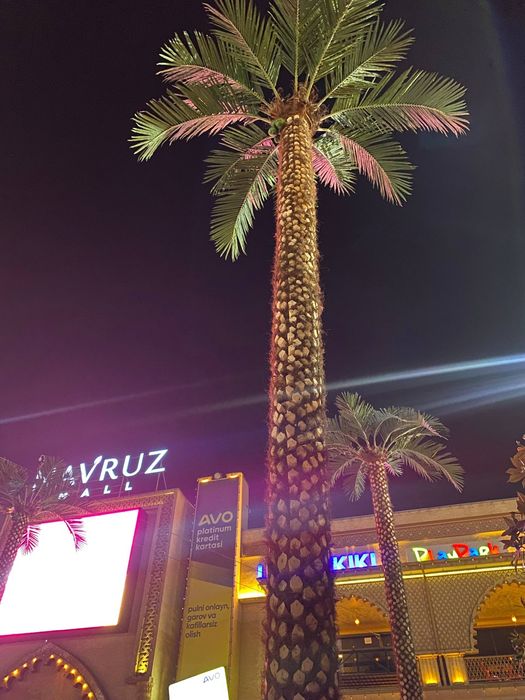 Palma Фаргонада ресторан дачалар учун Пальма дарахтлари