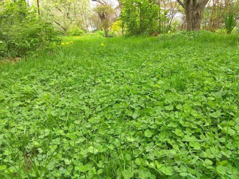 Chim gazon ekish. Oq beda dekorativ klever urug'lari. Urug' ekish chim