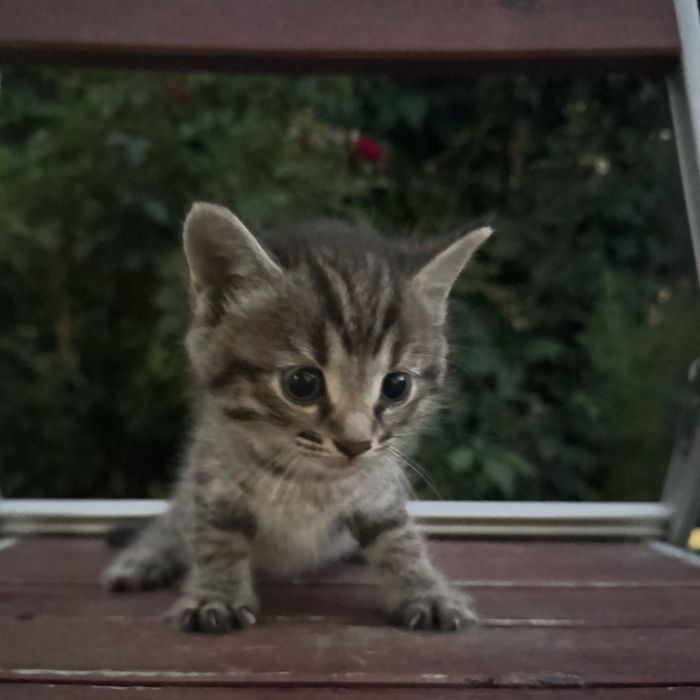 Отдам котят бесплатно.