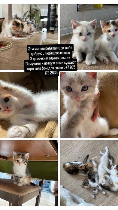 Отдадим Котят в добрые руки