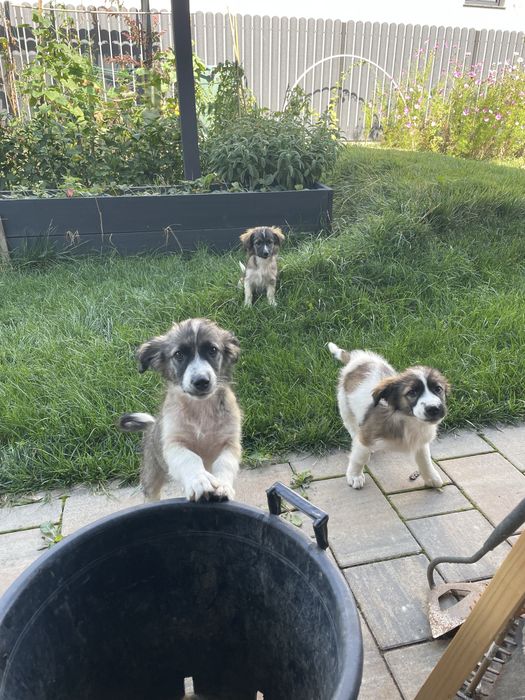 Donez catei pentru adoptie