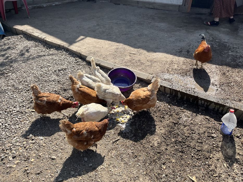 Продам 9 курей и 1 петух
