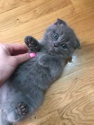 Вислоухие шотландцы
