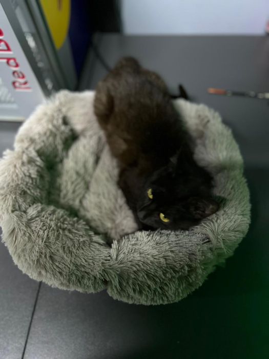 Котенок бесплатно с доставкой