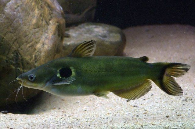 Продам сомов павлиний глаз