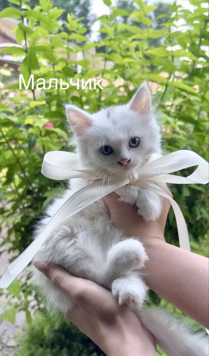 Котятки в любящие и надежные руки