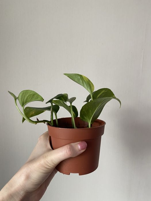 Голфингер лиана лиана