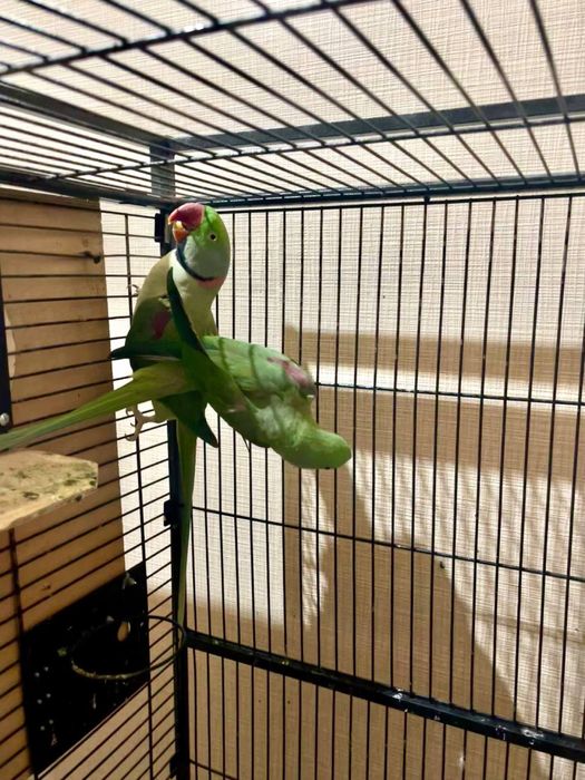 Александр Ожрелла Попугай продам