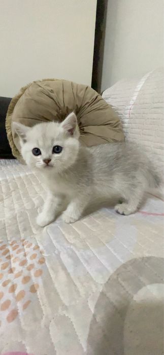 Серебристый шиншилла