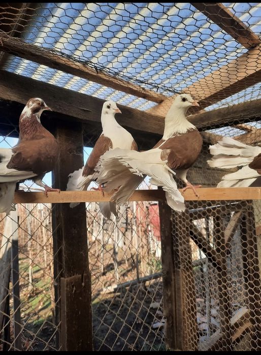 Porumbei de vânzare