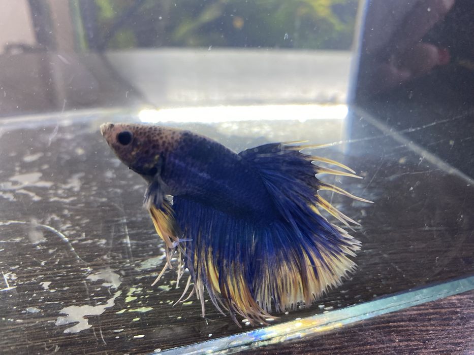 Аквариумные рыбки петушки