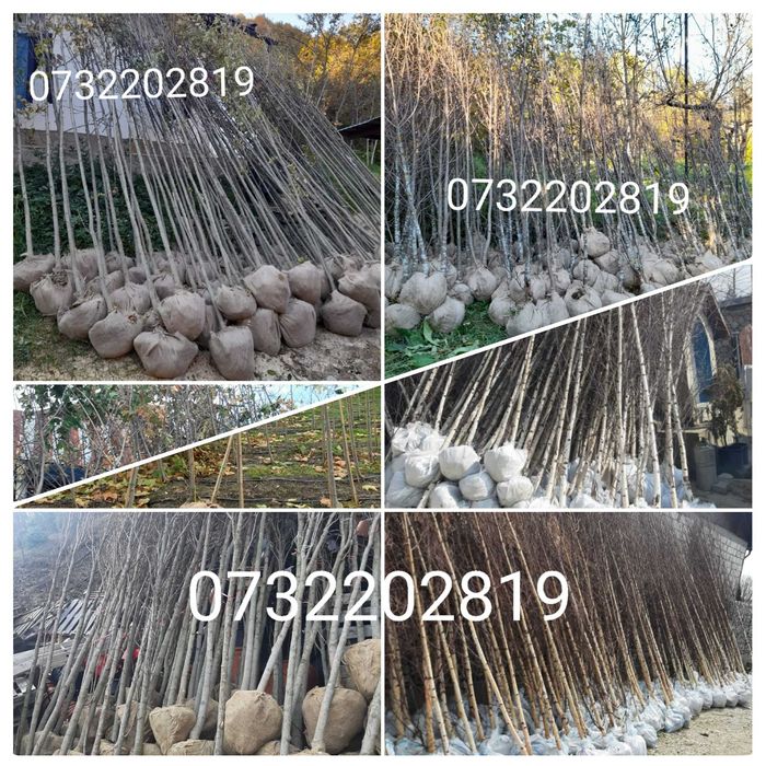 Vând conifere, foioase, mesteacăn, tei, fag, stejar, brazii