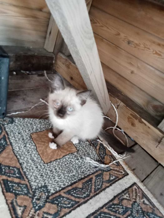 Отдам котят в добрые руки