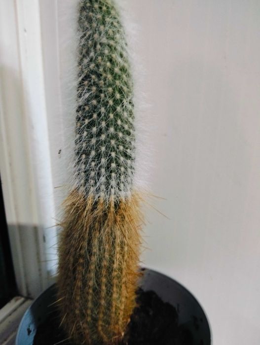 Продам кактусы набором