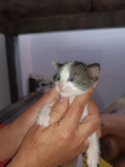 Отдам котят в добрые руки