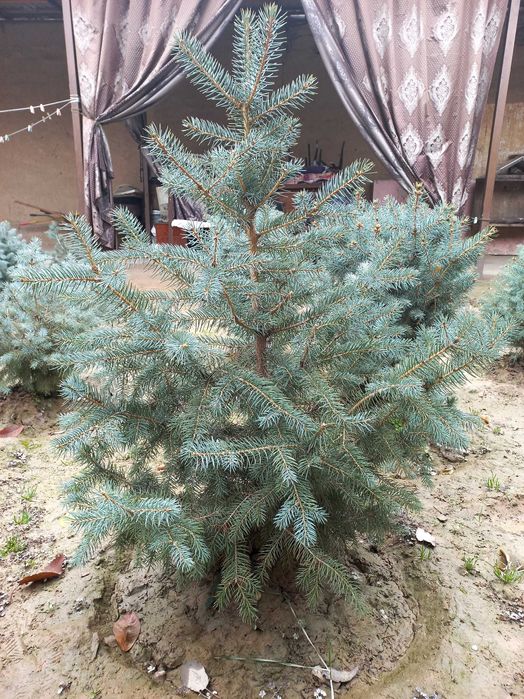 Арча сотилади голубой ель