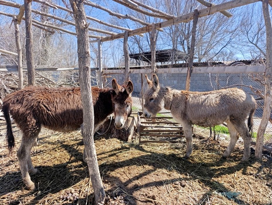 Продам ишаков, рабочих