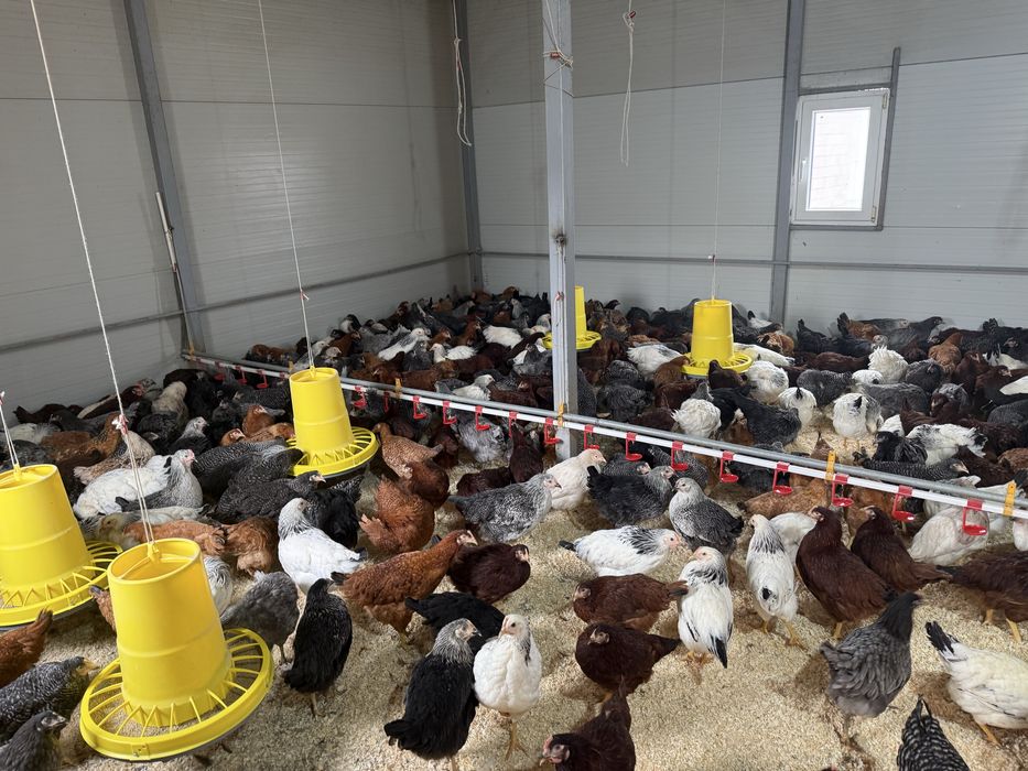 Puicute 17 săptămâni