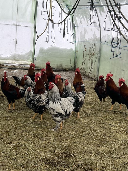 Cocosi italieni, wiandotte disponibili