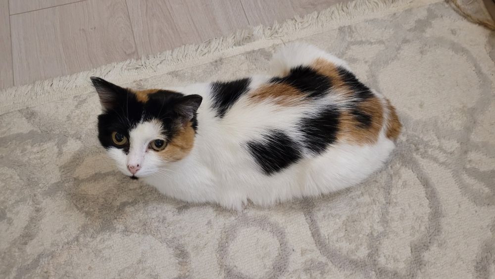 Отдаём в добрые руки