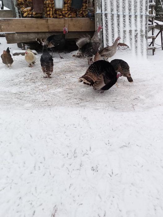 Vând curci și gâște