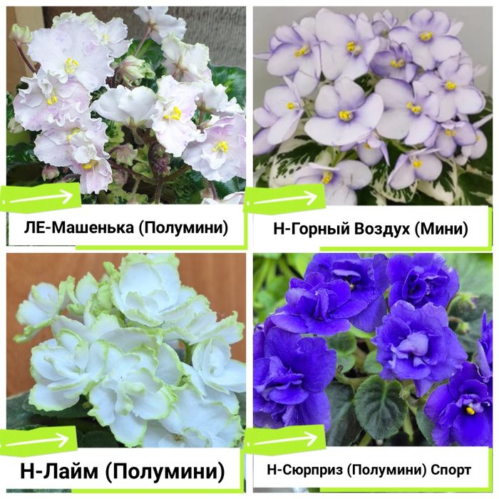 Фиалки сортовые продам