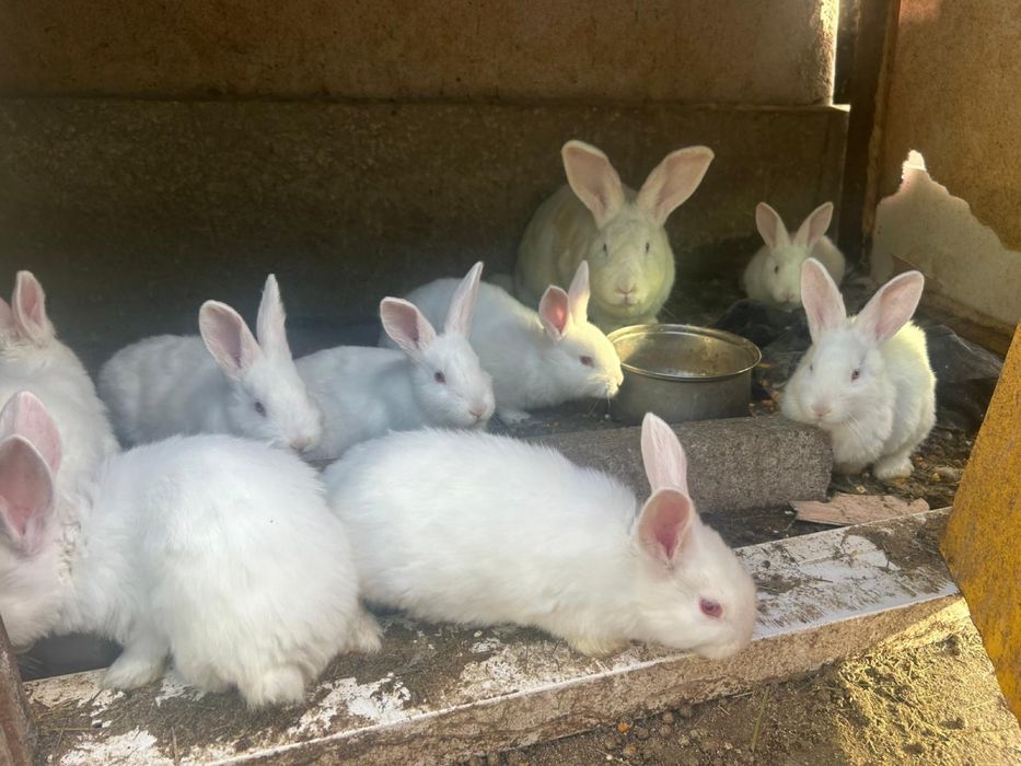 Vand iepuri pannonia pui 100