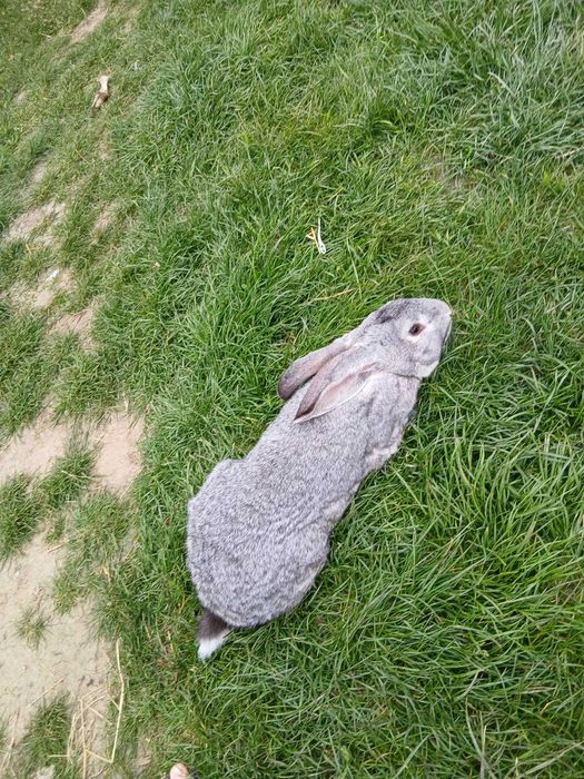 Vând mascul uriaș german