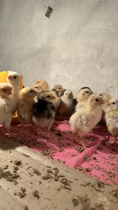 Продам цыплят: суточных, недельных