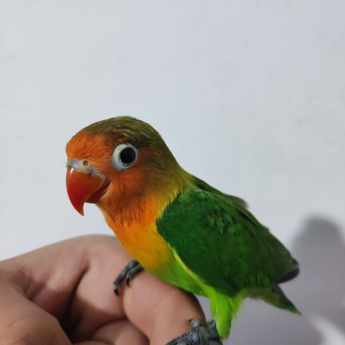 Ruchnoy popugay sotiladi