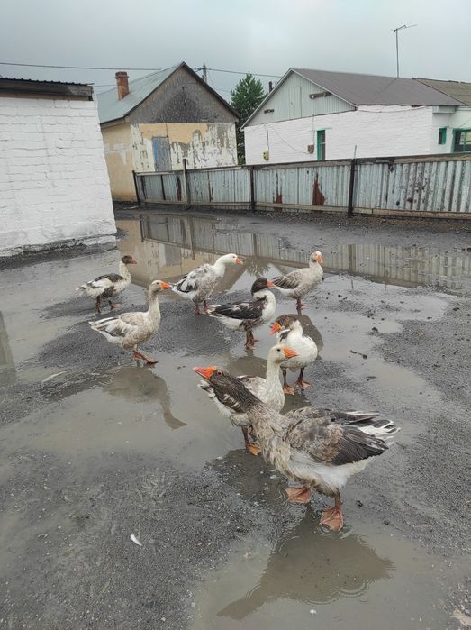 Үй қаздарын сатам, продам дом гусей